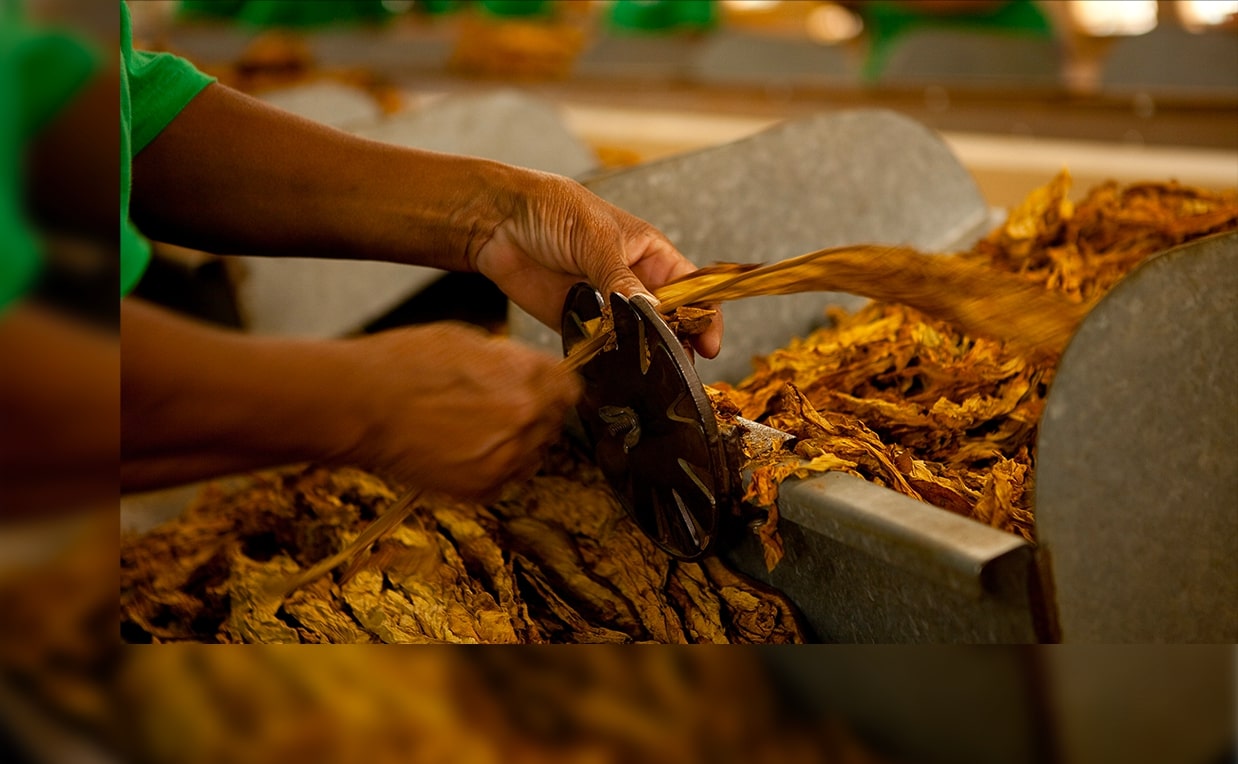 Premium tobacco quality
